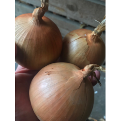 Cebula Lovito F1 250 tyś. nasion st